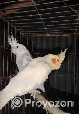 জোড়া রানিং ককাটেল পাখি ডিম বাচ্চা