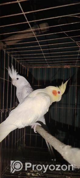 জোড়া রানিং ককাটেল পাখি ডিম বাচ্চা