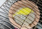 BIRD SELL Post