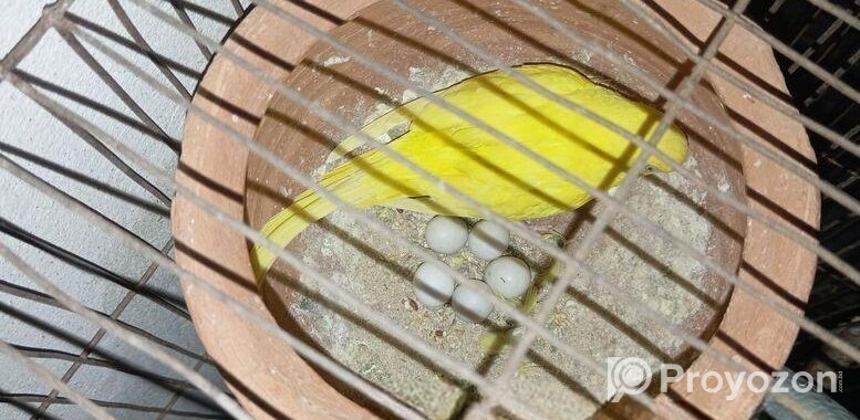 BIRD SELL Post