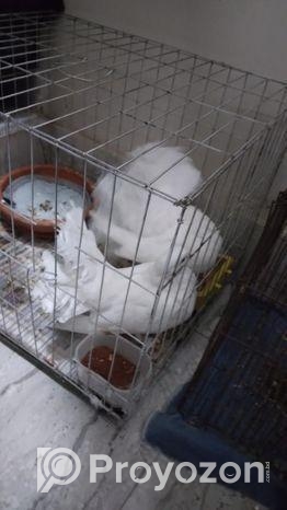 ৫টি লক্ষা কবুতর বিক্রি হবে