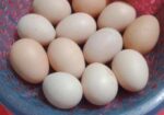সিল্কি মুরগির বিজ ডিম