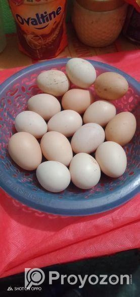 সিল্কি মুরগির বিজ ডিম