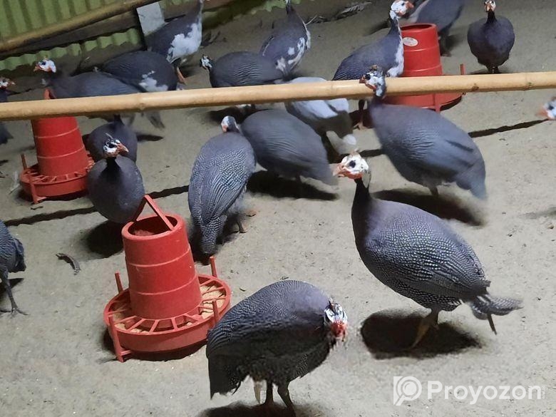 তিথি পাখি ও পাখির বাচ্চা