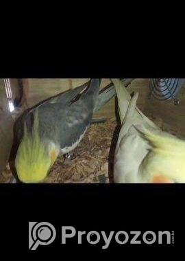 Kokatiel running pair for sale