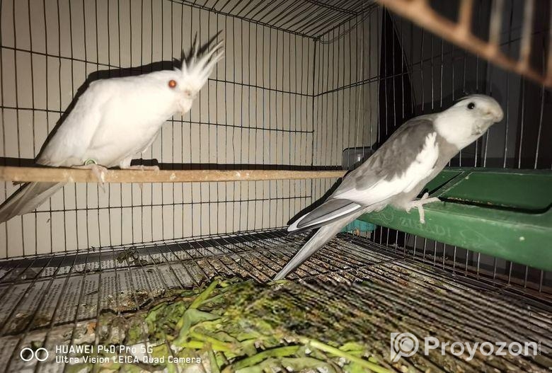 কোকাটেল