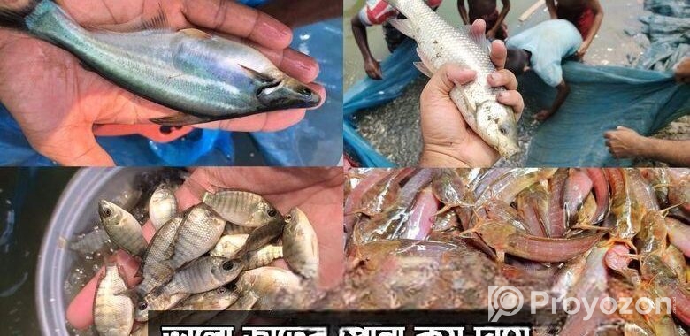 শিং মাগুর সহ সকল প্রকার মাছের পোনা সরাসরি হ্যাচারি