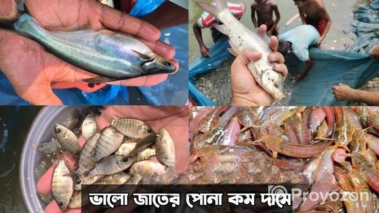 শিং মাগুর সহ সকল প্রকার মাছের পোনা সরাসরি হ্যাচারি