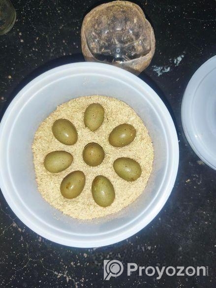 কিং কোয়েলের বিজ ডিম।