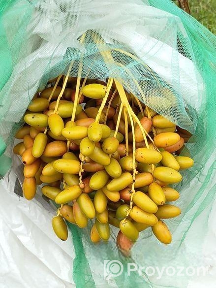 খেজুর ও চারা।