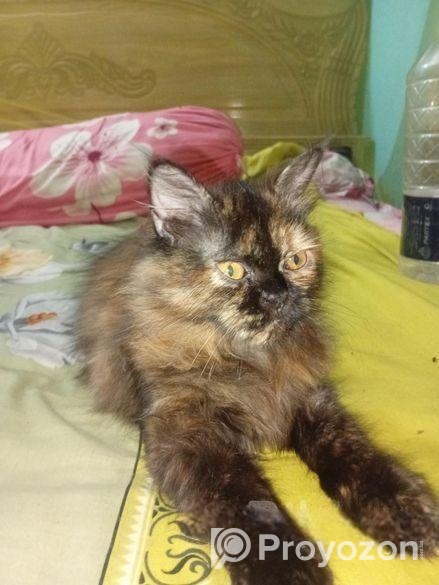 পার্সিয়ান ক্যাট, কালিকো কালার,