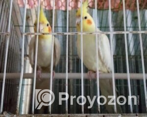 fitted-52_2025-07-31_10-16-57