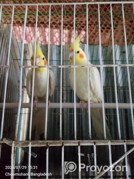 লুটিনো ককাটেইল