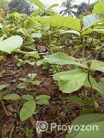 সেগুন গাছের চারা বিক্রি হবে