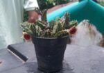 Huernia Zebrina Succulent