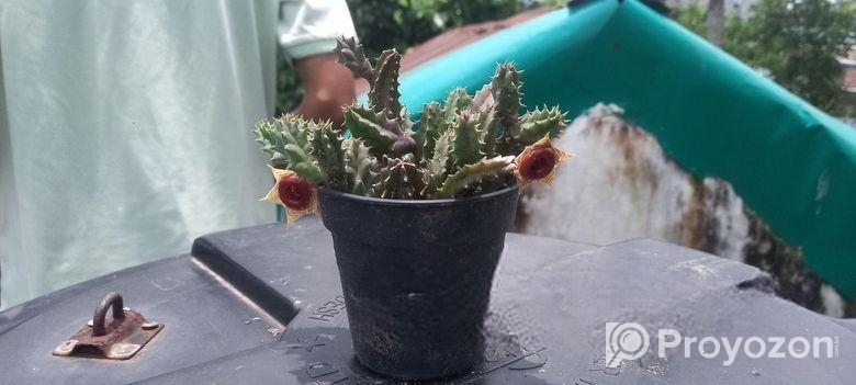 Huernia Zebrina Succulent