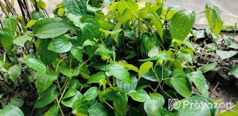 চুইঝালের চারা বিক্রি হবে