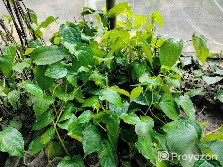 চুইঝালের চারা বিক্রি হবে