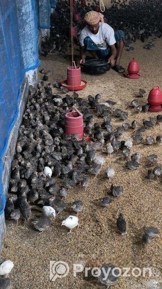 25-28 দিন বয়সের গড় কোয়েল পাখির বাচ্চা বিক্রি