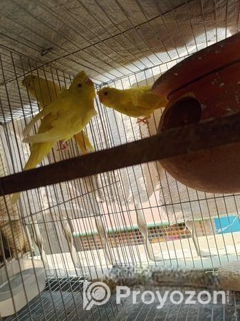 জেপি বাজিগর সেল হবে