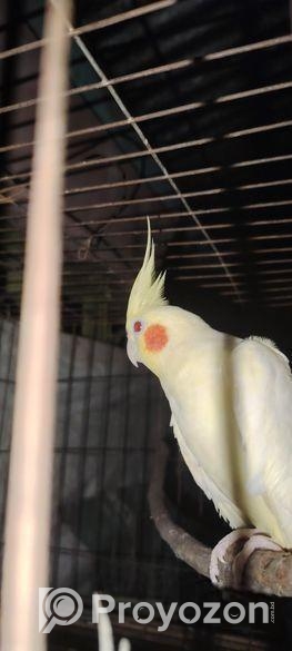 জোড়া রানিং ককাটেল পাখি ডিম বাচ্চা