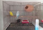 BIRD SELL Post