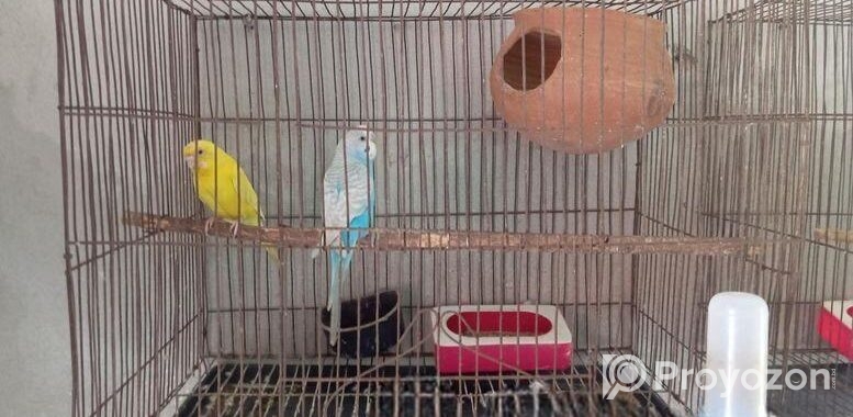 BIRD SELL Post