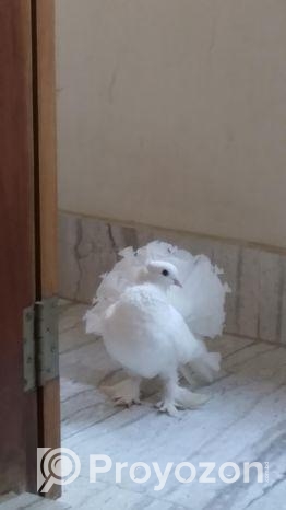 ৫টি লক্ষা কবুতর বিক্রি হবে