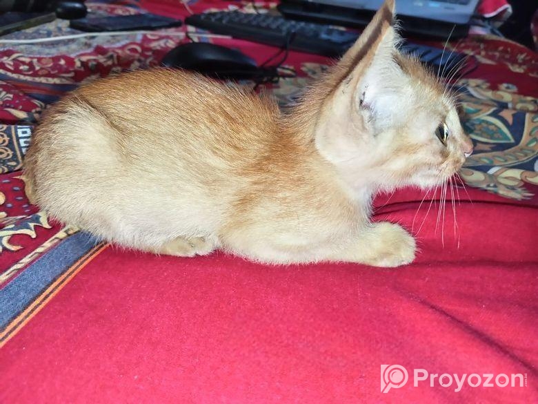 বিড়ালের বাচ্চা এডাপটেশন