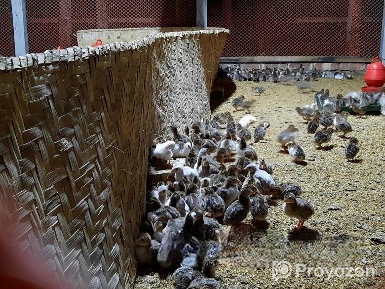 তিথি পাখি ও পাখির বাচ্চা