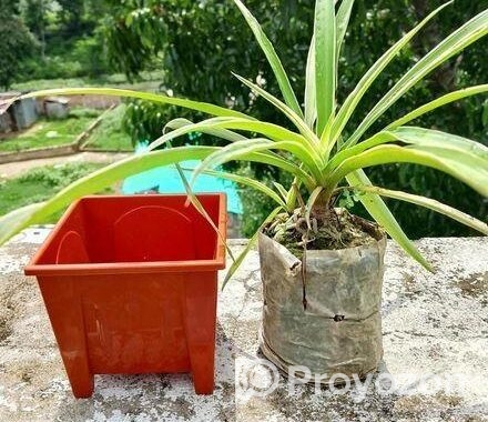 স্পাইক স্পাইডার প্লান্ট