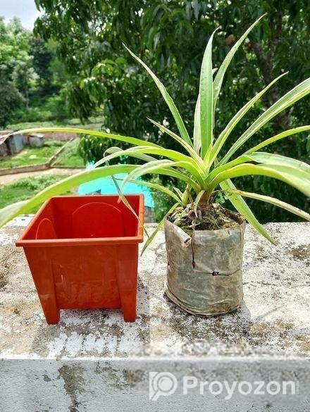 স্পাইক স্পাইডার প্লান্ট