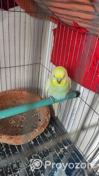 বাজিগর পাখি