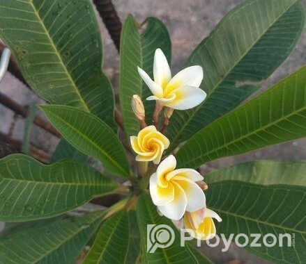 ফুলসহ টবসহ বড় কাঠগোলাপ গাছ