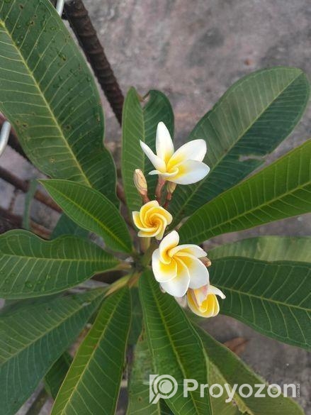 ফুলসহ টবসহ বড় কাঠগোলাপ গাছ