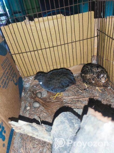 কিং কোয়েলের বিজ ডিম।