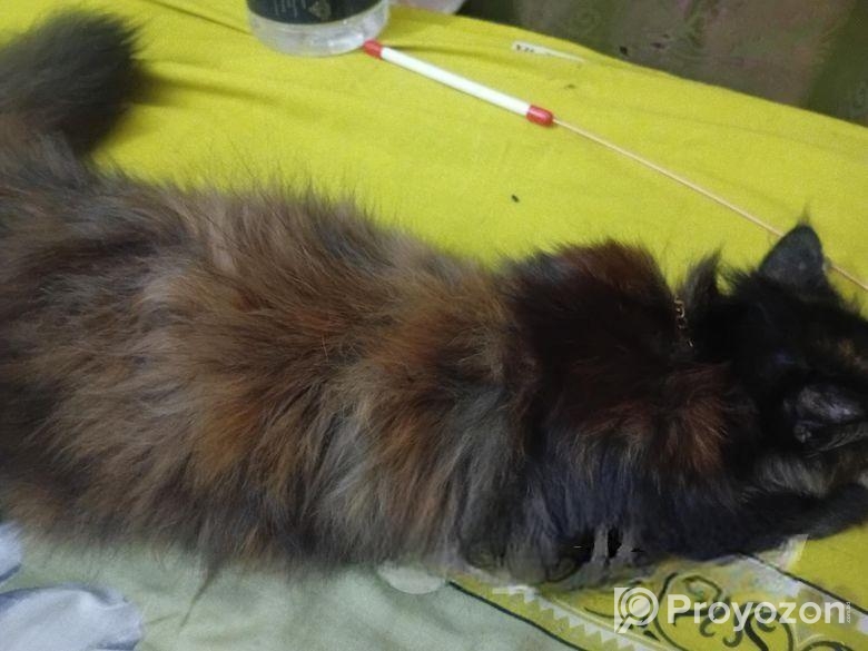 পার্সিয়ান ক্যাট, কালিকো কালার,