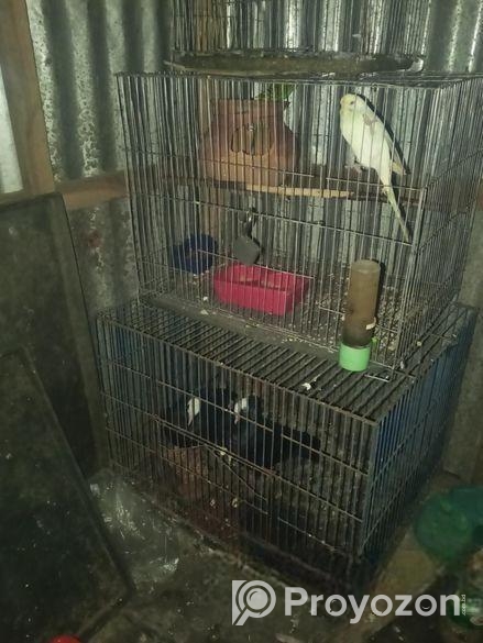 মুখি কবুতর