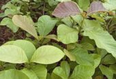 সেগুন গাছের চারা বিক্রি হবে