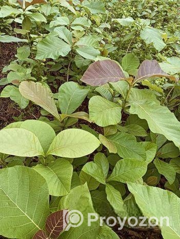 সেগুন গাছের চারা বিক্রি হবে