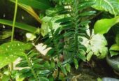 সল্প মুল্যে গাছগুলো সেল করা হবে