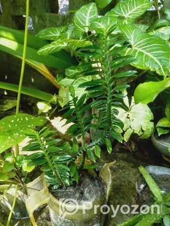 সল্প মুল্যে গাছগুলো সেল করা হবে
