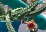 Huernia Zebrina Succulent