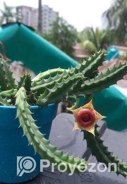 Huernia Zebrina Succulent