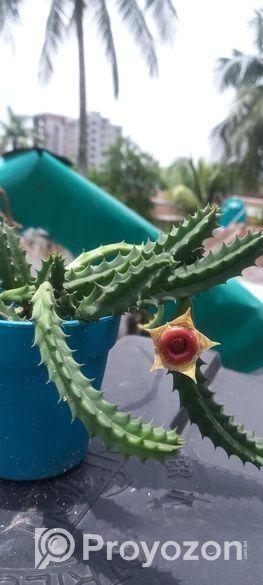 Huernia Zebrina Succulent