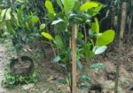 সকল প্রকার চারা গাছ বিক্রি