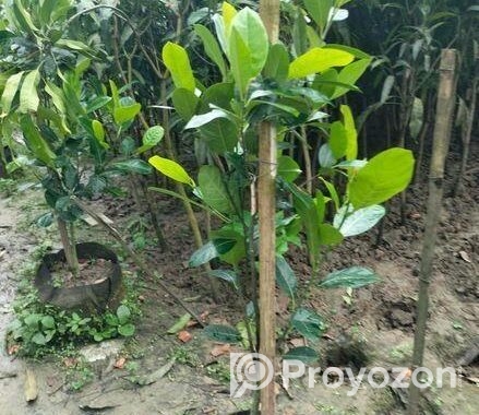সকল প্রকার চারা গাছ বিক্রি