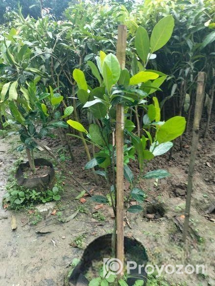 সকল প্রকার চারা গাছ বিক্রি