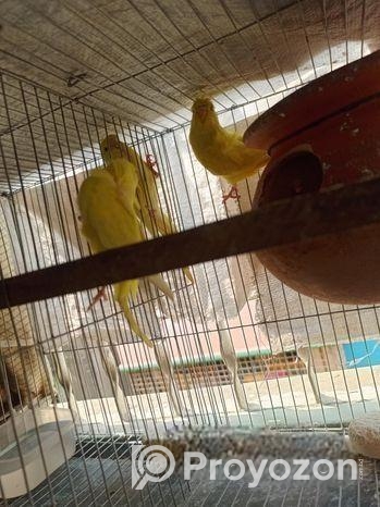 জেপি বাজিগর সেল হবে