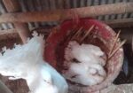 White lokkha/ black lokkha / yellow tailmark baby